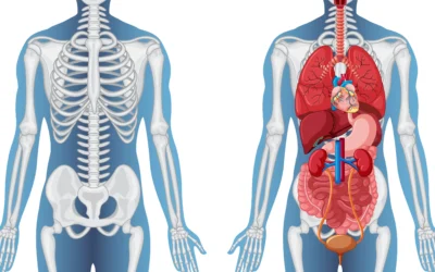 Anomalous Number of Ribs: Anatomical Variations and Clinical Implications