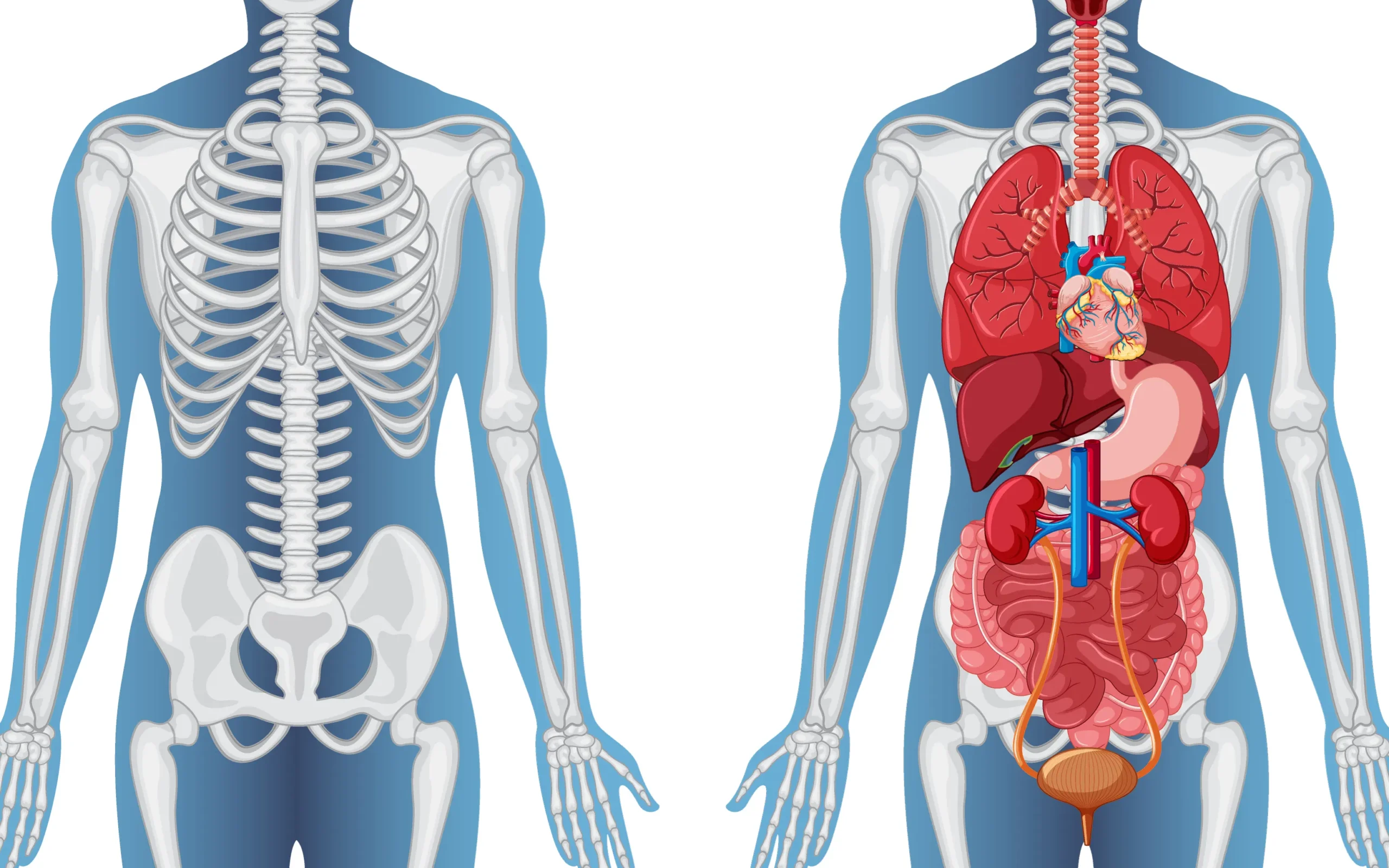 Rib Anomalies